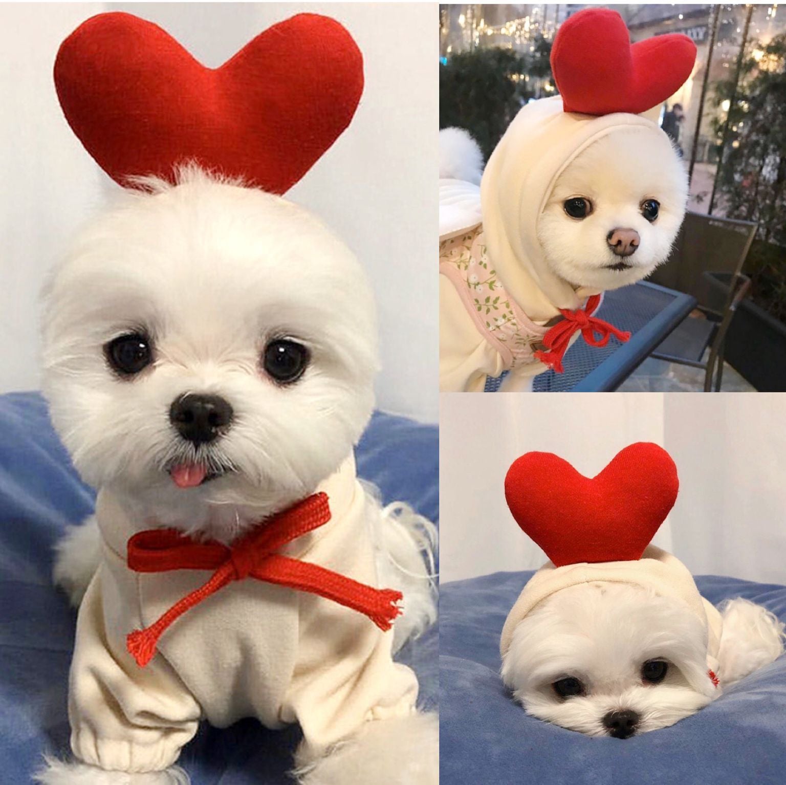 Teddy dog fleece sweater