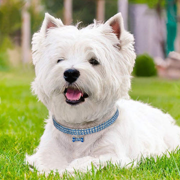 Stylish pet collar necklace
