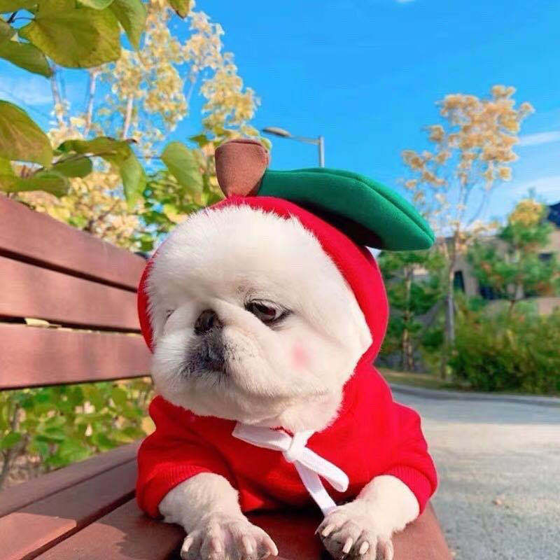 Medium-sized pet fleece hoodie