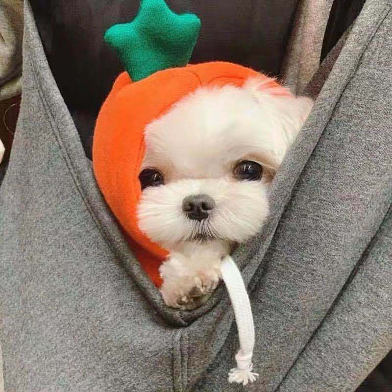 Warm winter clothes for pets